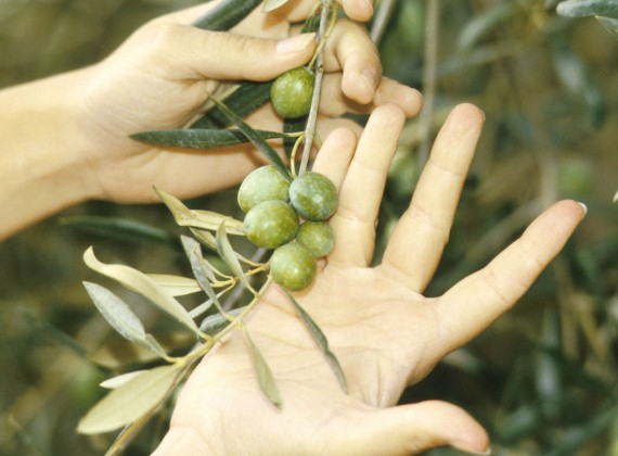 Giovani protagonisti nell'agricoltura - L'invito alla condivisione ed alla fraternità nel messaggio dei vescovi italiani per la 63^ Giornata del Ringraziamento